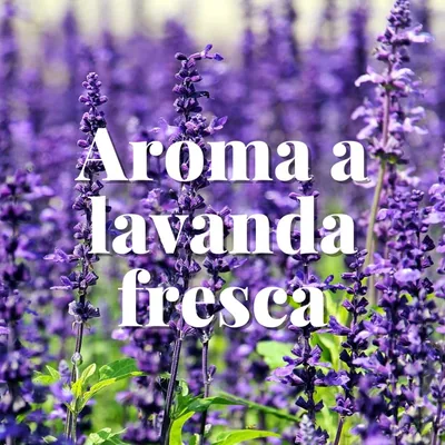Orion Bolsas Antipolillas Perfumadoras Armario/Cajones Aroma Lavanda - pack de 4 unidades – foto 1