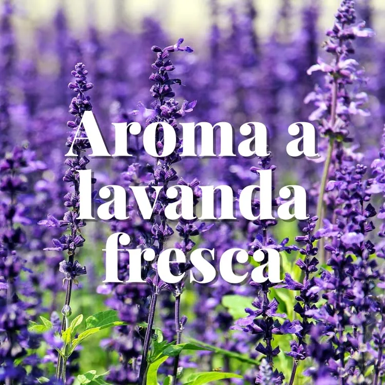 Orion Bolsas Antipolillas Perfumadoras Armario/Cajones Aroma Lavanda - pack de 4 unidades